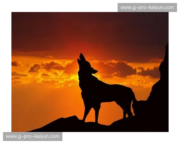 狼嚎与尼克斯的午夜交响：明尼苏达的咆哮，纽约的霓虹